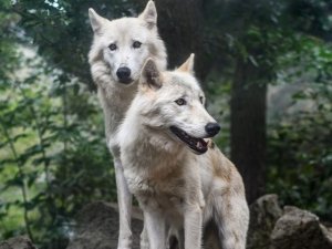 loup